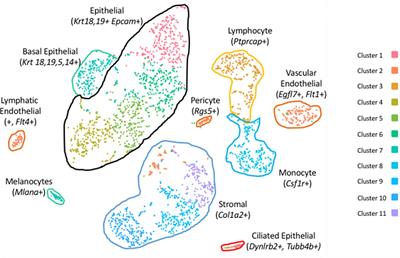 Single-Cell Transcriptomes Reveal a Complex Cellular Landscape in the Middle Ear and Differential Capacities for Acute Response to Infection